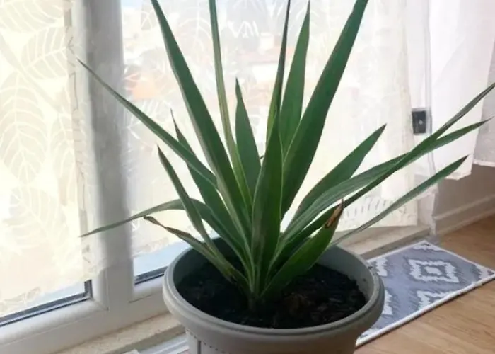 Beautiful And Lovely Apartamento *